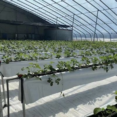 Bloemen planten druppelbewateringssysteem zonlicht kas met op maat gemaakte verzoek