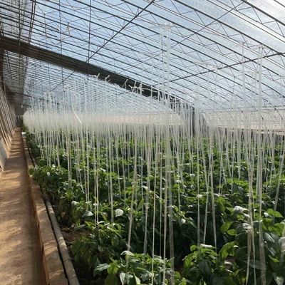 Bloemen planten druppelbewateringssysteem zonlicht kas met op maat gemaakte verzoek