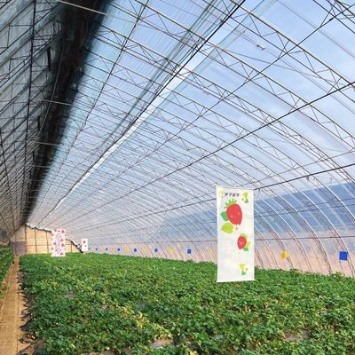 Multi-Span Hydroponics Groentehuis Zonnelichtgedreven Groei Verzendkosten en Levertijd