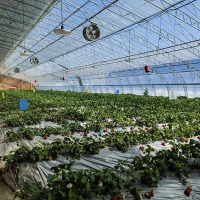 Multi-Span Hydroponics Groentehuis Zonnelichtgedreven Groei Verzendkosten en Levertijd