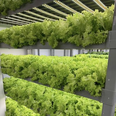 Hydroponics Cultivatie methode Reefer Container Groentenkas met materialen