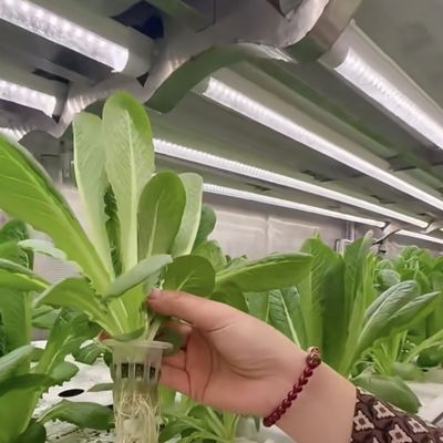 Hydroponics Cultivatie methode Reefer Container Groentenkas met materialen