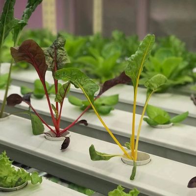 Staalcontainer kas voor groenten Vergroot uw groentenproductie