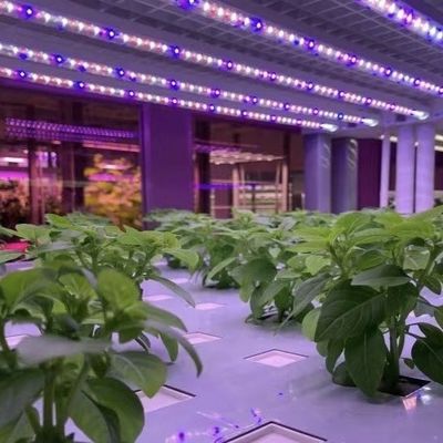 Staalcontainer kas voor groenten Vergroot uw groentenproductie