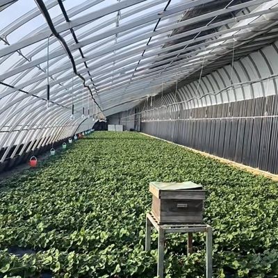 Multi-Span Aquaponics Hydroponic Growing System voor Amerikaanse valuta in zonlicht kas