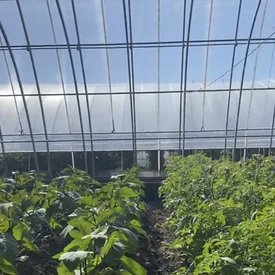 Multi-Span Aquaponics Hydroponic Growing System voor Amerikaanse valuta in zonlicht kas