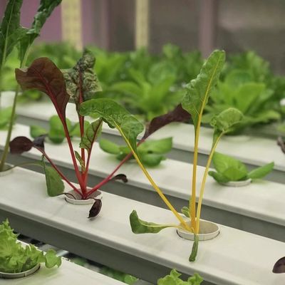 Transformeer uw landbouwbedrijf met bladgroenten