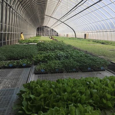 Aquacultuur gemakkelijker gemaakt met zaaien verbouwen zonlicht kas 30 dagen terugbetaling