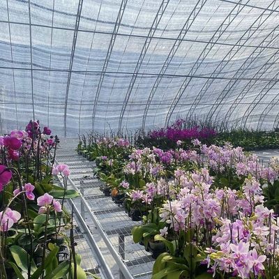 Aquacultuur gemakkelijker gemaakt met zaaien verbouwen zonlicht kas 30 dagen terugbetaling