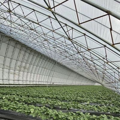 Aquacultuur gemakkelijker gemaakt met zaaien verbouwen zonlicht kas 30 dagen terugbetaling
