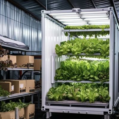 Staalstructuur Container met bladgroenten