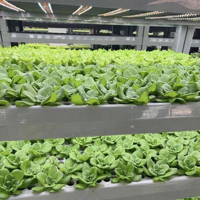Staalstructuur Container met bladgroenten