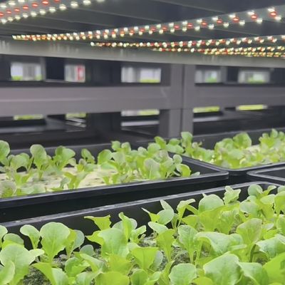 Commerciële kasten Container kasten De revolutionaire manier om groene bladeren te kweken