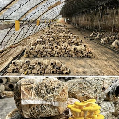 US 20/vierkante meter Hydroponica Zonne-olie kas voor groente aardbei bloem