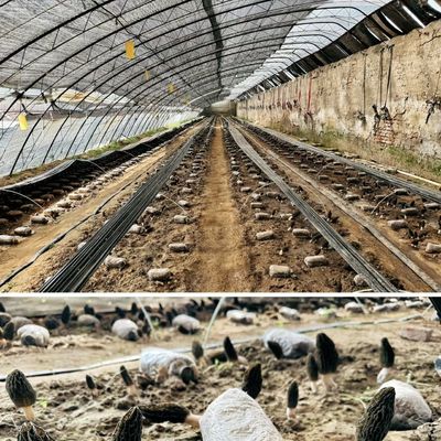 Pakket Bruto Gewicht 100.000 kg Zonlicht Groenhuisdruppelbewatering voor bloemenplanting