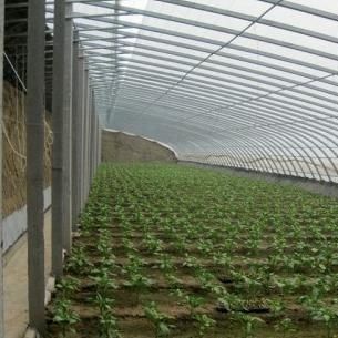 Geavanceerd vochtigheidscontrole- en zonlichtsysteem voor groenten in commerciële kassen