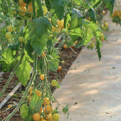 Groentehuis met luchtvochtigheid en zonlicht voor de teelt van grote tomatenkomkomkommers in het zand