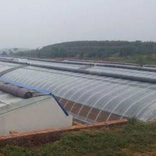 De ultieme oplossing voor de zonnestraling van tomaten en komkommers