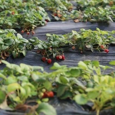 De ultieme oplossing voor de zonnestraling van tomaten en komkommers