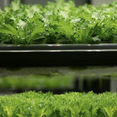 Hydroponische teelt Groentehuis voor bladgroenten Teeltmethode Hydroponica