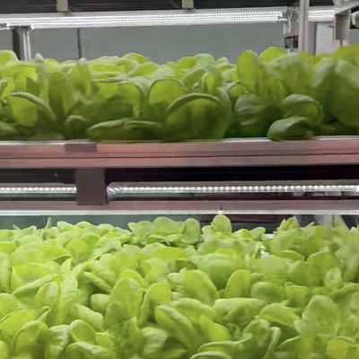 Doppelschiets staalconstructie scheepvaartcontainer kas voor het planten van bladgroenten