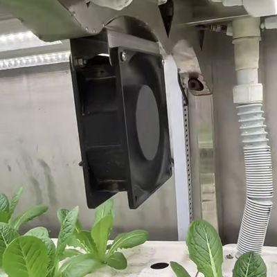 Staalbedekking Bladgroenten Container kas Voor aanpassing