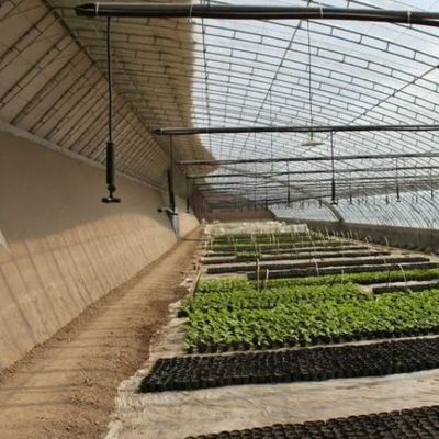 Tomatenteelt Zonnige kas met luchtvochtigheids- en temperatuurcontrole