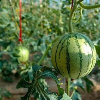 Tomatenteelt Zonnige kas met luchtvochtigheids- en temperatuurcontrole