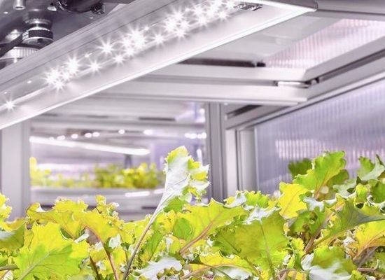 Staalconstructie Hydroponische container kas met verticaal landbouwstelsel met meerdere spannen