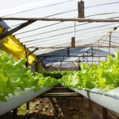 1209cm * 235cm * 239cm Verticale landbouwcontainer kas met hydroponische installatie