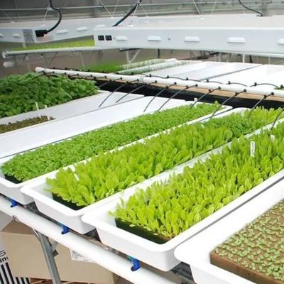 Verticale landbouw Containerhuis met hydroponica en staalstructuur