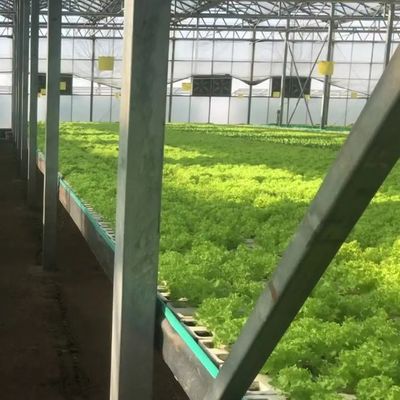 Verticale landbouw Containerhuis met hydroponica en staalstructuur