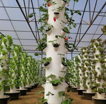 Verticale landbouw Containerhuis met hydroponica en staalstructuur