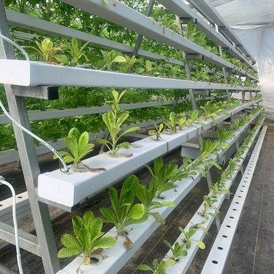 Verticale landbouw Containerhuis met hydroponica en staalstructuur