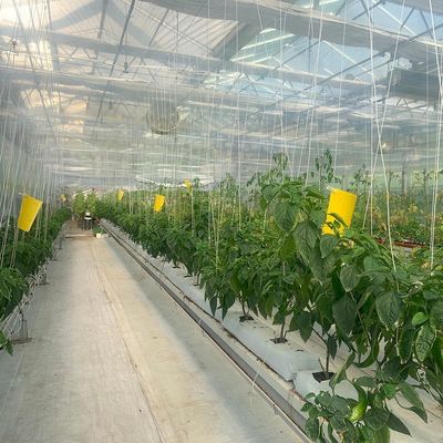 Verticale landbouw Containerhuis met hydroponica en staalstructuur