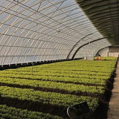 Vierkante meter Commerciële komkommerverbouwing Zonnelicht Kasoplossing met output