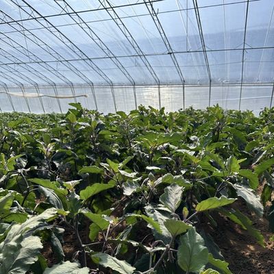 Vierkante meter Commerciële komkommerverbouwing Zonnelicht Kasoplossing met output