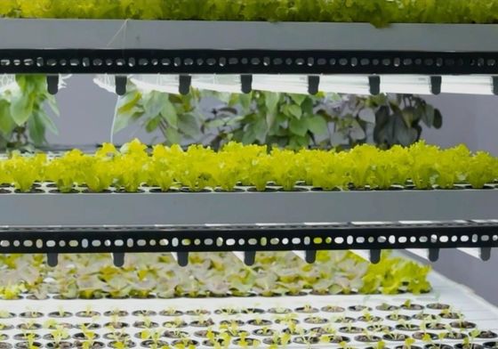 Staalstructuur Hydroponisch systeem Container kas voor verticale landbouwoplossing