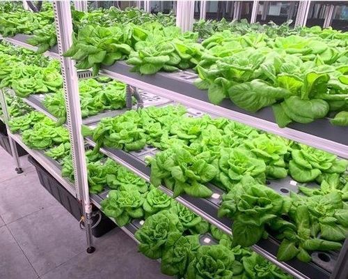 Staalstructuur Hydroponisch systeem Container kas voor verticale landbouwoplossing