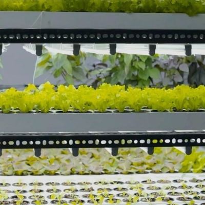 Verticale landbouw van scheepvaartcontainers met commerciële kassen en multi-span-ontwerp