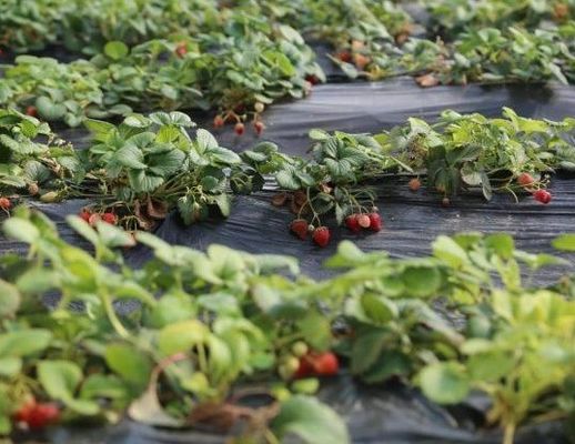 Amerikaanse valuta Commerciële tomaten planten Zonnestroom kas voor optimale gewasproductie