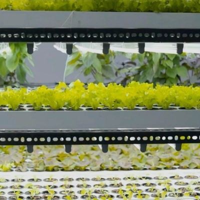 Vervoercontainerkas voor hydroponische verticale landbouw in de commerciële industrie