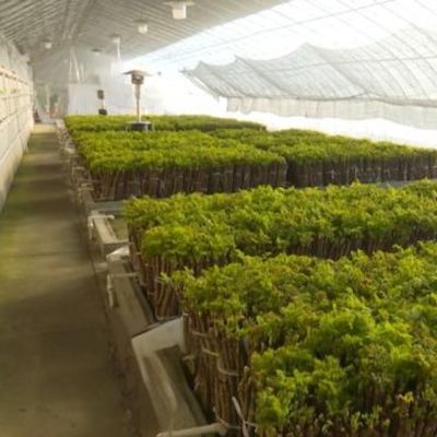 Tomato Sunlight Greenhouse Geoptimaliseerd Irrigatiesysteem met één span JX-SG-127