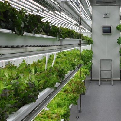 Commerciële verticale landbouwcontainer kas met hydroponisch systeem