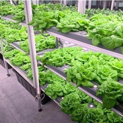 Commerciële verticale landbouwcontainer kas met hydroponisch systeem