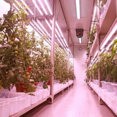 Commerciële verticale landbouwcontainer kas met hydroponisch systeem