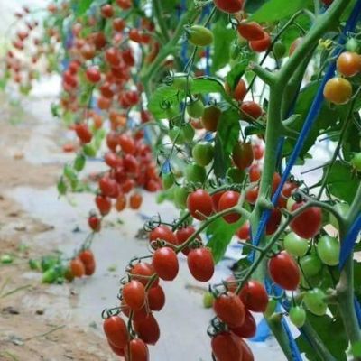 Tijdelijke verwarmings- en klimaatgecontroleerde kas voor tomaten en komkommer