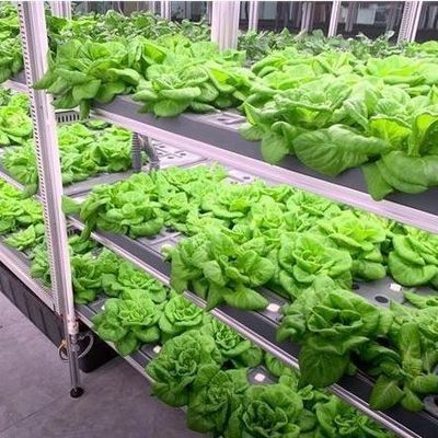 Groenten Hydroponisch systeem Container kas voor verticale landbouw Inrichting JX-CG-103