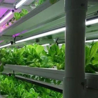 Groenten Hydroponisch systeem Container kas voor verticale landbouw Inrichting JX-CG-103