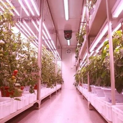 Groenten Hydroponisch systeem Container kas voor verticale landbouw Inrichting JX-CG-103